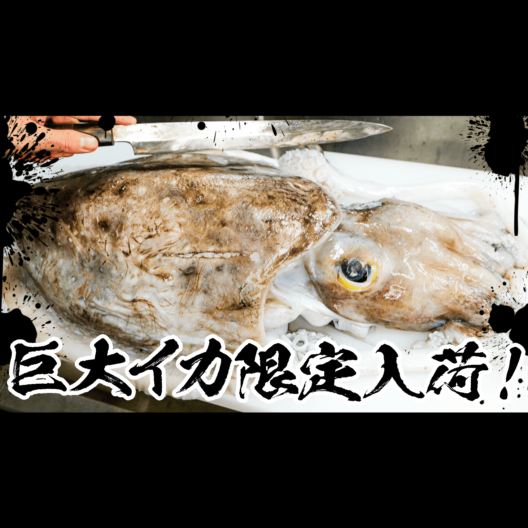 世界最大級の甲イカ コブシメ