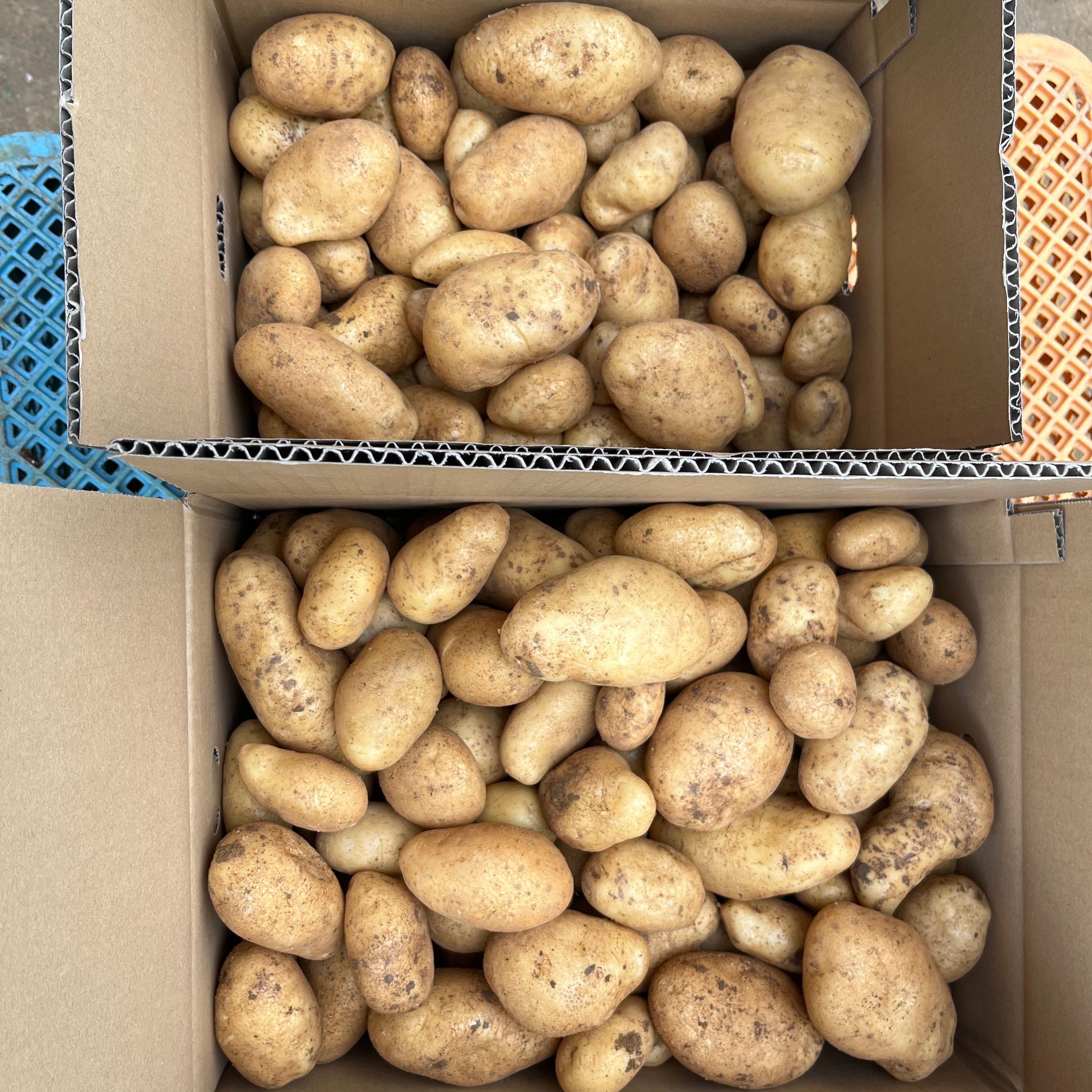 沖永良部島産 赤土じゃがいも（ゴールド）｜農薬不使用・発酵肥料栽培｜5kg / 10kg