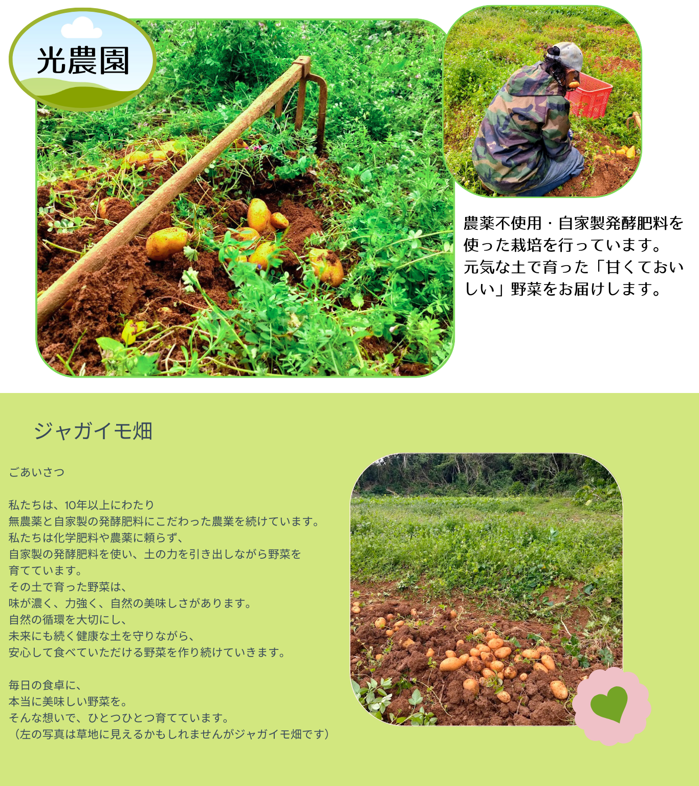 沖永良部島産 赤土じゃがいも（ゴールド）｜農薬不使用・発酵肥料栽培｜5kg / 10kg