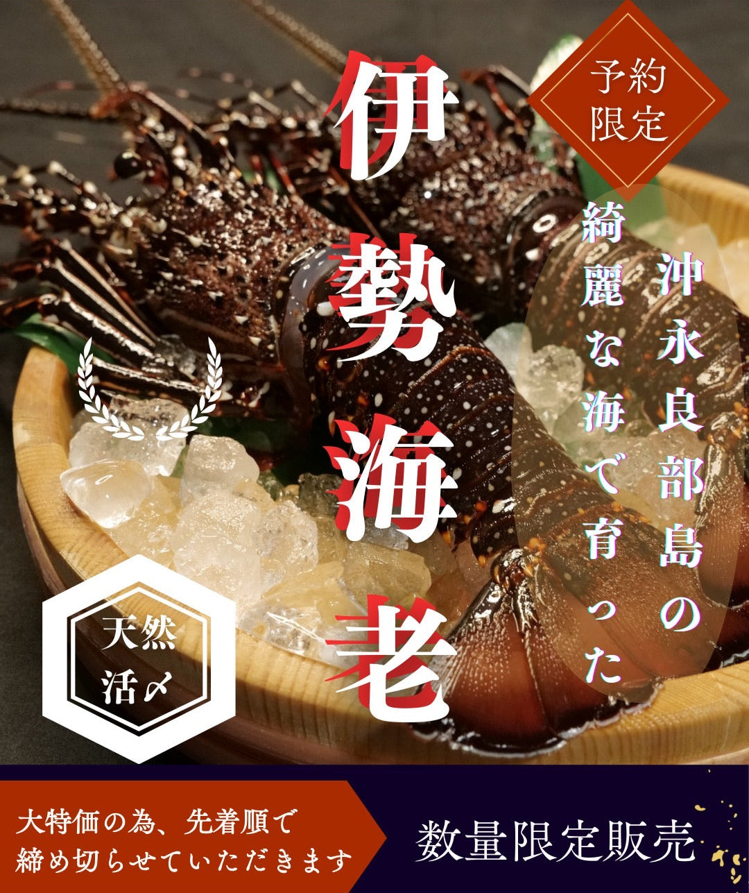 【送料無料】天然活〆  冷凍イセエビ
